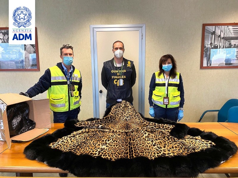 Dogane Malpensa sequestro